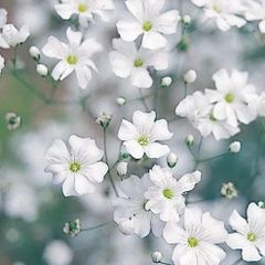 白花カスミ草　コペントガーデン (中苗)               1苗