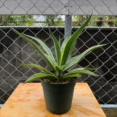 2025年最新】ベネズエラ アガベの人気アイテム - メルカリ