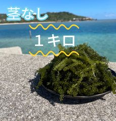 海ぶどう(茎付き) 奥武島産 ぷちぷち 2キロ kuki-2kg-top.jpg