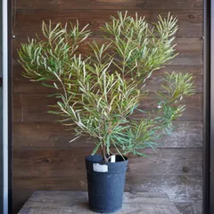 バンクシア　ヘアピン苗木　　常緑樹 約1.5メートル 鉢植え用土付き バンクシア ヘアピン苗木 常緑樹 約1.5メートル 鉢植え用土付き