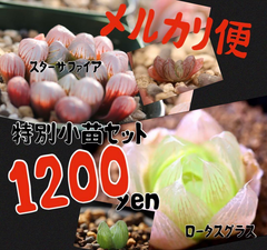 多肉植物 ハオルチア 特別セット
