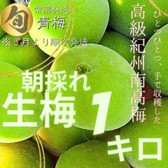 待望の販売開始　紀州南高梅　青梅　1㎏　生もの　新鮮新物！　ここ和歌山から産地直送　朝採れ　レシピ付き　梅酒　梅シロップ　梅干し　梅酒　梅シロップ　手作り　梅仕事　雹被害での多少傷あり　※出荷は２６日頃から　宅配便　常温配送