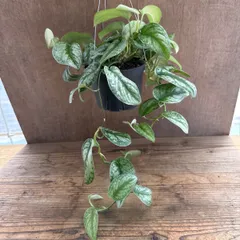 2025年最新】スキンダプサス シルバーメタリックの人気アイテム - メルカリ