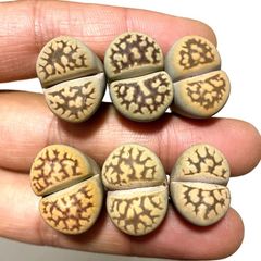 多肉植物　リトープス   琥珀玉　親株　抜き苗　１株