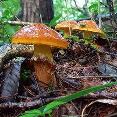 天然きのこ105　訳ありハナイグチ、ヌメリイグチ　900g