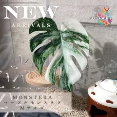 🌿マーブルモンステラMサイズ  爬虫類用品 レイアウト用品のサムネイル