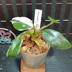 【Bob 　様　専用】Philodendron　White Princess