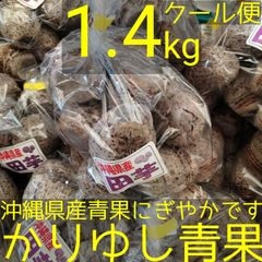 沖縄 金武町産 田芋(ターム)約1.4kg【クール便】⑦