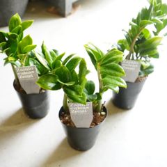 ポリシャス クリスパ 観葉植物 縮れ葉 珍しい レア インテリアグリーン