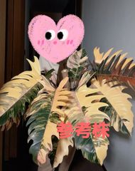 美株】モンステラ バルバソウBulbasaur 散り斑 中小株 - メルカリ