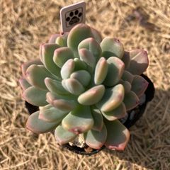 ブルーアップル　抜き苗　多肉植物　モフ多肉　セダム