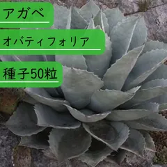 2026年最新】オバティフォリアの人気アイテム - メルカリ