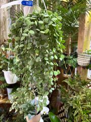 ディスキディア・ヌンムラリア　吊り鉢　ハンギング　観葉植物　多肉植物　インテリア　グリーン