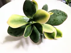 黄金花月☆斑入り金のなる木カット苗