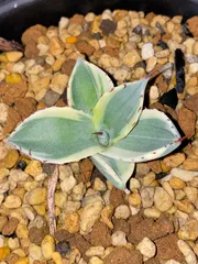 2025年最新】オリザバの人気アイテム - メルカリ