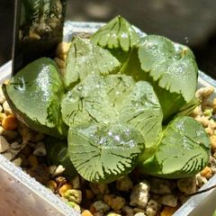 楊貴妃　H1756  ハオルチア　観葉植物