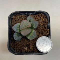 多肉植物　ハオルチア　アリエス　抜き苗　根付き