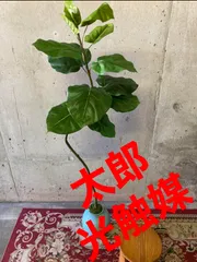 2024年最新】観葉植物 造花 ウンベラータの人気アイテム - メルカリ