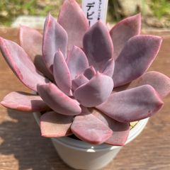 多肉植物　デビー　抜き苗　グラプトベリア属