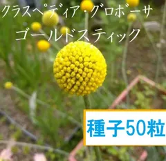夏☀︎SALE！アナベルとイエローのミルフィーユガーランド　クラスペディア 楽天市場】クラスペディア グロボーサ : おぎはら植物園
