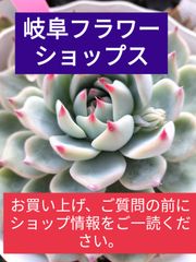センペルビウム・ギャラクシースター - メルカリ