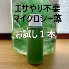 エサやり不要／楽々シーモンキー飼育【マイクロシー藻／お試し１本】