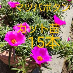 ①多肉植物【ルナレン】抜き苗　　エケベリア 多肉植物エケベリア【ルナレン】抜き苗 - メルカリ