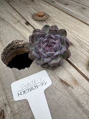 ジェムストーン（中）　エケベリア　トロピカルガーデン　多肉植物