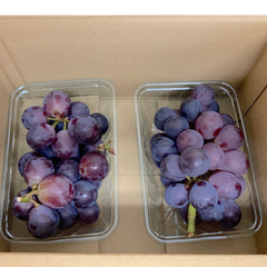 予約販売 ７月下旬以降 国産 九州産 ぶどう 巨峰 約600g 2房 箱込み【002】  優品  果物  熊本 福岡 葡萄 ブドウ フルーツ 家庭用   きょほう  黒ぶどう クール冷蔵 発送予定 ８月上旬