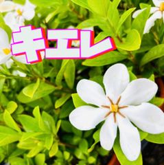 アルラ (ブリガミア インシグニス) ① 限定入荷 希少 - メルカリ