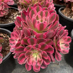 アエオニウム 欧嘉莉 法師锦5頭群生、ピンクウィッチ 5頭群生 プーケ型 2025年最新】アエオニウム ピンクウィッチの人気アイテム - メルカリ