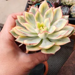 2025年最新】ムーンガドニス錦の人気アイテム - メルカリ