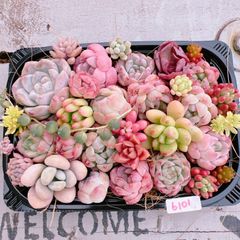 多肉植物 寄せ植えset♡6101