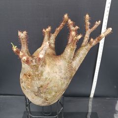 K389【最新到着】Pachypodium　グラキリス（M）（現地球・抜き苗）【塊根植物】パキポディウム　グラキリス