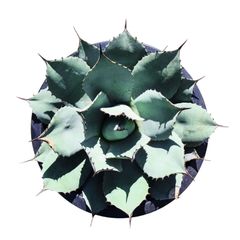AGAVE Parryi truncata アガベ パリー トランカータ 大サイズ(10号鉢) 006