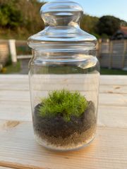 有福MOSS ガラスポップジャーテラリウム