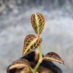 ジュエルオーキッド　アネクトキルス　Anoectochilus