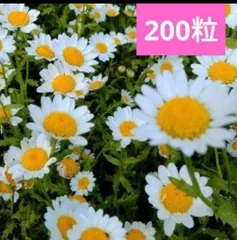 2025年最新】ノースポールの人気アイテム - メルカリ