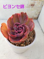 ビヨンセ錦②