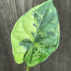 9114 アロカシア　ドラゴンスケール　斑入りAlocasia Dragon Scale variegata 送料無料