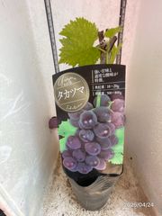 ぶどう★タカツマ★糖度18～21度と高く極大粒　果汁は多く、食味はまろやか