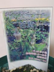 ♡クレマチス♡若紫♡希少♡4号鉢♡関口花園