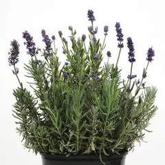 ラベンダー　ブルースピア 3.5号（直径10.5cm）ポット苗 イングリッシュガーデン 宿根草 寄せ植え 地植え 鉢植え