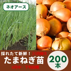 2025年最新】玉ねぎ苗の人気アイテム - メルカリ