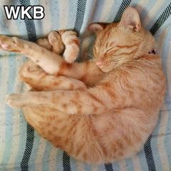 良品】アイルトン・セナ フィギュア 疾風になった男 アイルトンセナ