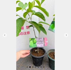 【ラスト】５号鉢　ピーターソンポポー　ポトマック　果樹　接木苗　登録品種　多収