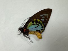 蝶の標本★希少!!極小個体🔳マライタ島産アオメガネ♂