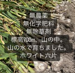 1kg  無農薬　無除草剤　無化学肥料　ホワイト六片にんにく