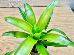 ネオレゲリア メデューサ Neoregelia 'Medusa'　キンクマ農園☆N0004
