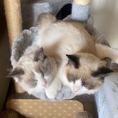 オリジン　スモールブリードマリンフィッシュ1.8kg ORIJEN】オリジン スモールブリード | ペットフード通販 PETS8